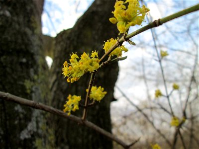 Blühende Kornelkirsche (Cornus mas) im Landesgartenschaupark in Hockenheim