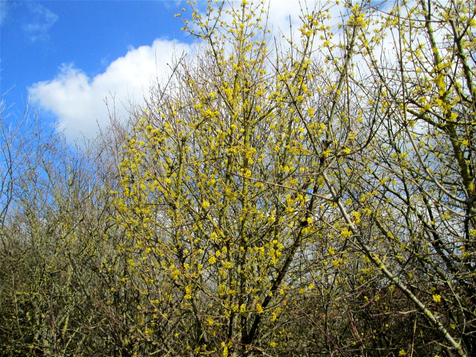 Kornelkirsche (Cornus mas) in Hockenheim