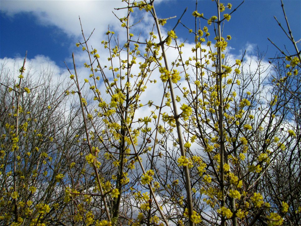 Kornelkirsche (Cornus mas) in Hockenheim