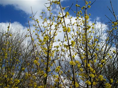 Kornelkirsche (Cornus mas) in Hockenheim
