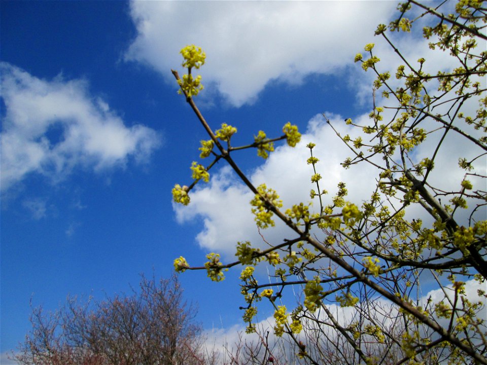 Kornelkirsche (Cornus mas) in Hockenheim