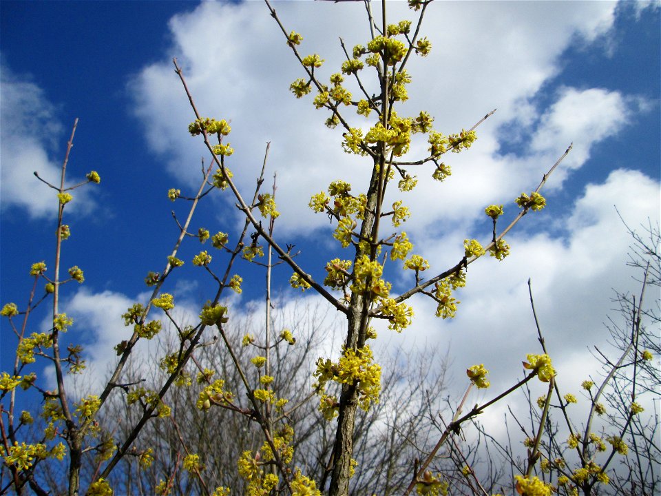 Kornelkirsche (Cornus mas) in Hockenheim