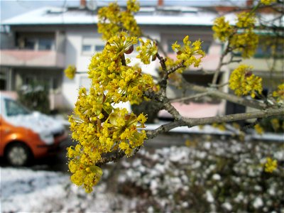 Blühende Kornelkirsche (Cornus mas) bei Neuschnee am 18 März 2018 in Hockenheim