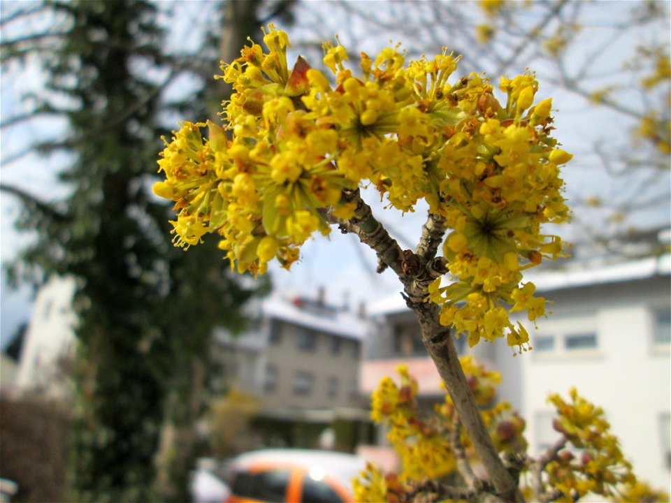 Blühende Kornelkirsche (Cornus mas) bei Neuschnee am 18 März 2018 in Hockenheim