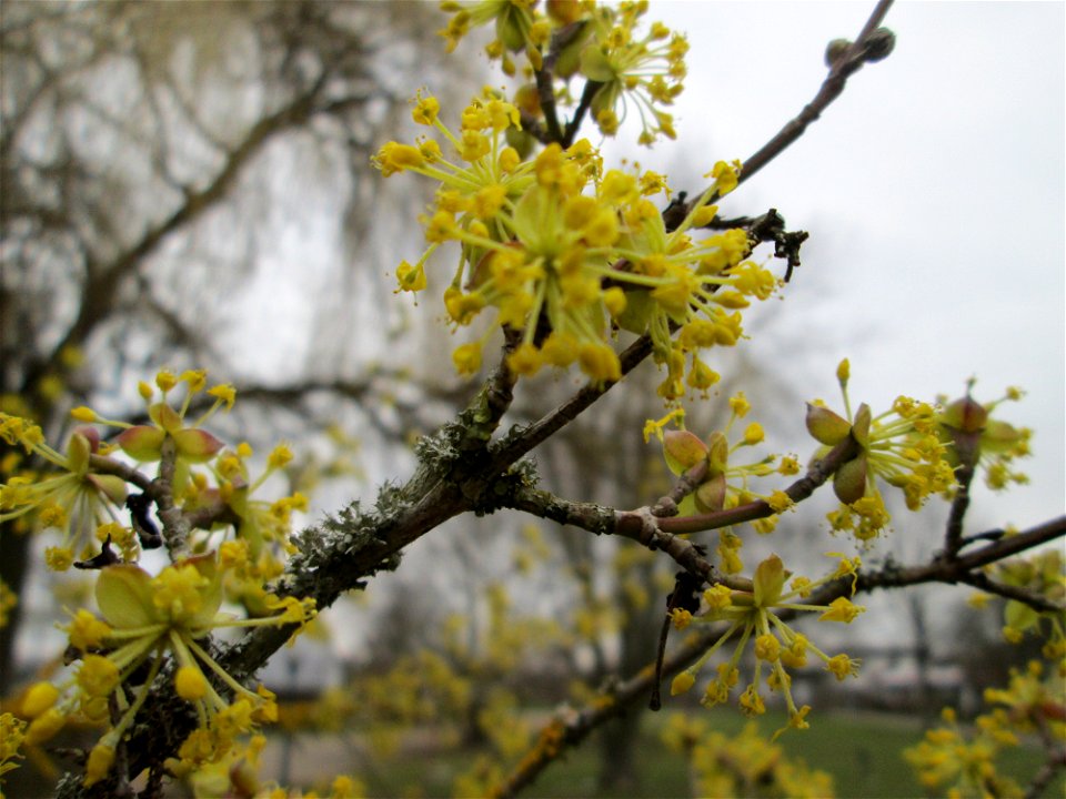 Blühende Kornelkirsche (Cornus mas) im Gartenschaupark Hockenheim
