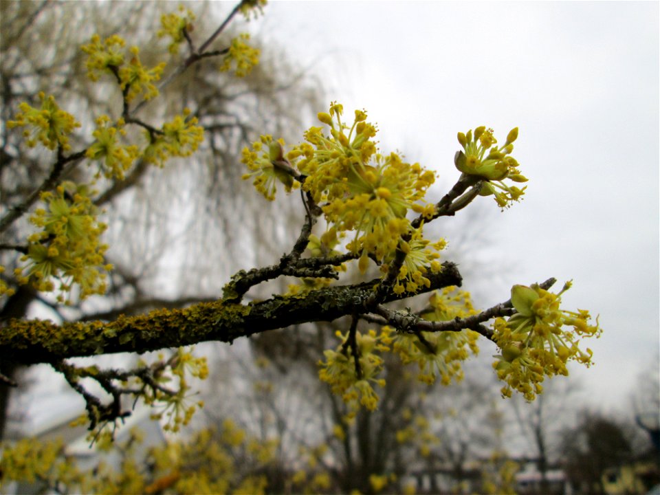 Blühende Kornelkirsche (Cornus mas) im Gartenschaupark Hockenheim