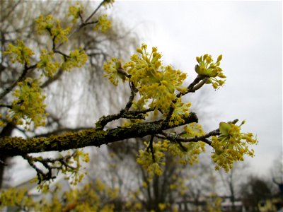 Blühende Kornelkirsche (Cornus mas) im Gartenschaupark Hockenheim