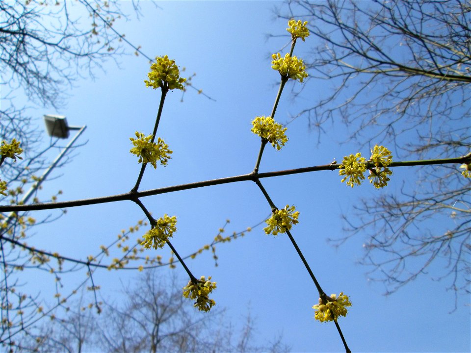 Kornelkirsche (Cornus mas) in Alt-Saarbrücken