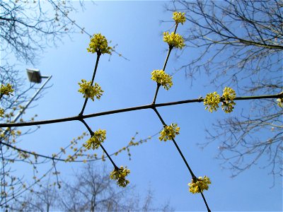 Kornelkirsche (Cornus mas) in Alt-Saarbrücken