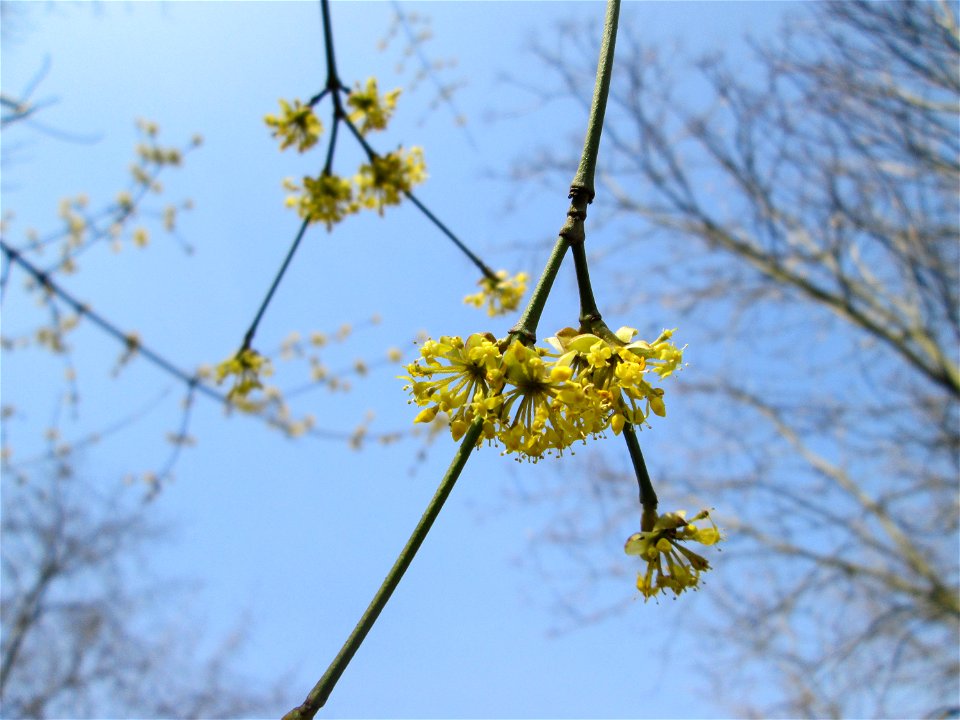 Kornelkirsche (Cornus mas) in Alt-Saarbrücken