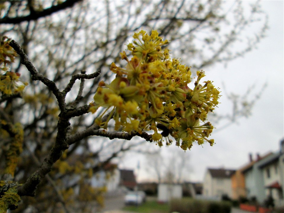 Blühende Kornelkirsche (Cornus mas) in Hockenheim