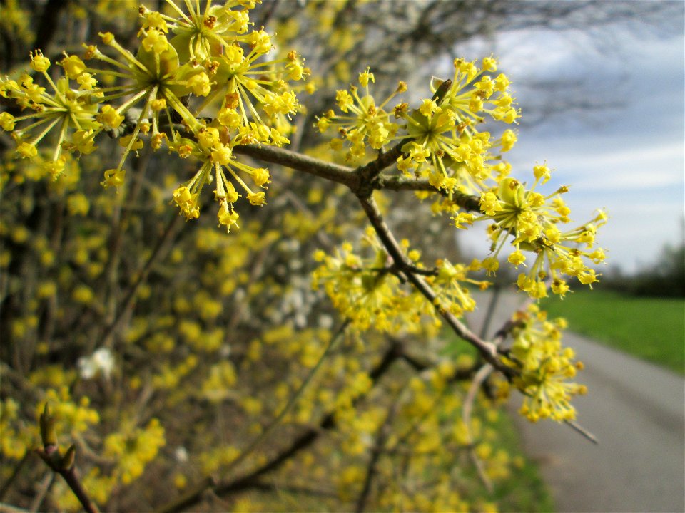 Blühende Kornelkirsche (Cornus mas) im Hockenheimer Rheinbogen