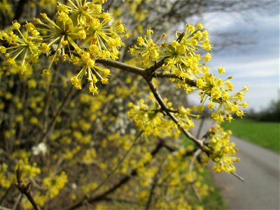 Blühende Kornelkirsche (Cornus mas) im Hockenheimer Rheinbogen