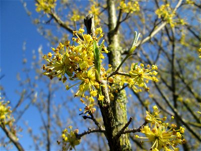 Kornelkirsche (Cornus mas) in Hockenheim