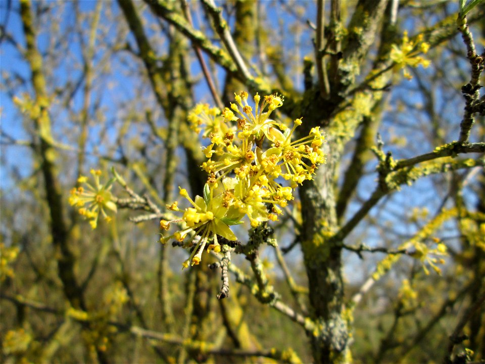 Kornelkirsche (Cornus mas) in Hockenheim