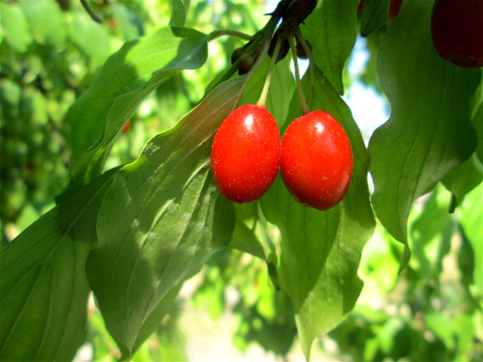Kornelkirsche (Cornus mas) im Bürgerpark Saarbrücken