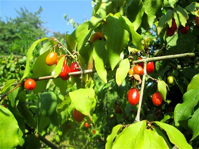 Kornelkirsche (Cornus mas) im Bürgerpark Saarbrücken