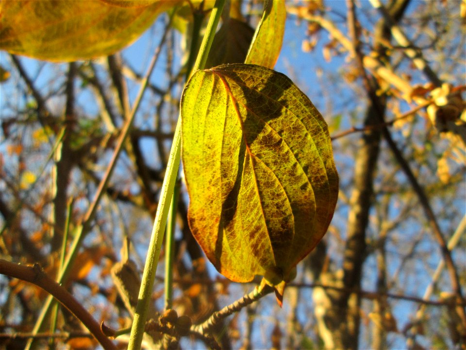 Kornelkirsche (Cornus mas) an der Berlinallee in Hockenheim