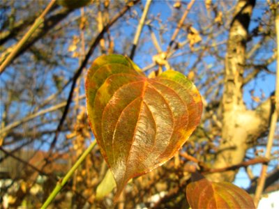 Kornelkirsche (Cornus mas) an der Berlinallee in Hockenheim