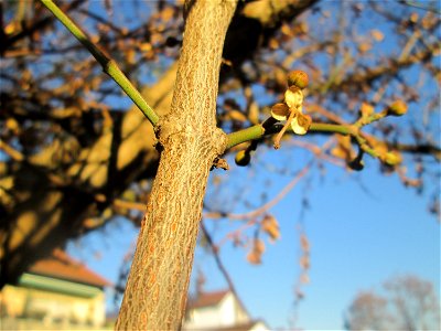 Kornelkirsche (Cornus mas) an der Berlinallee in Hockenheim