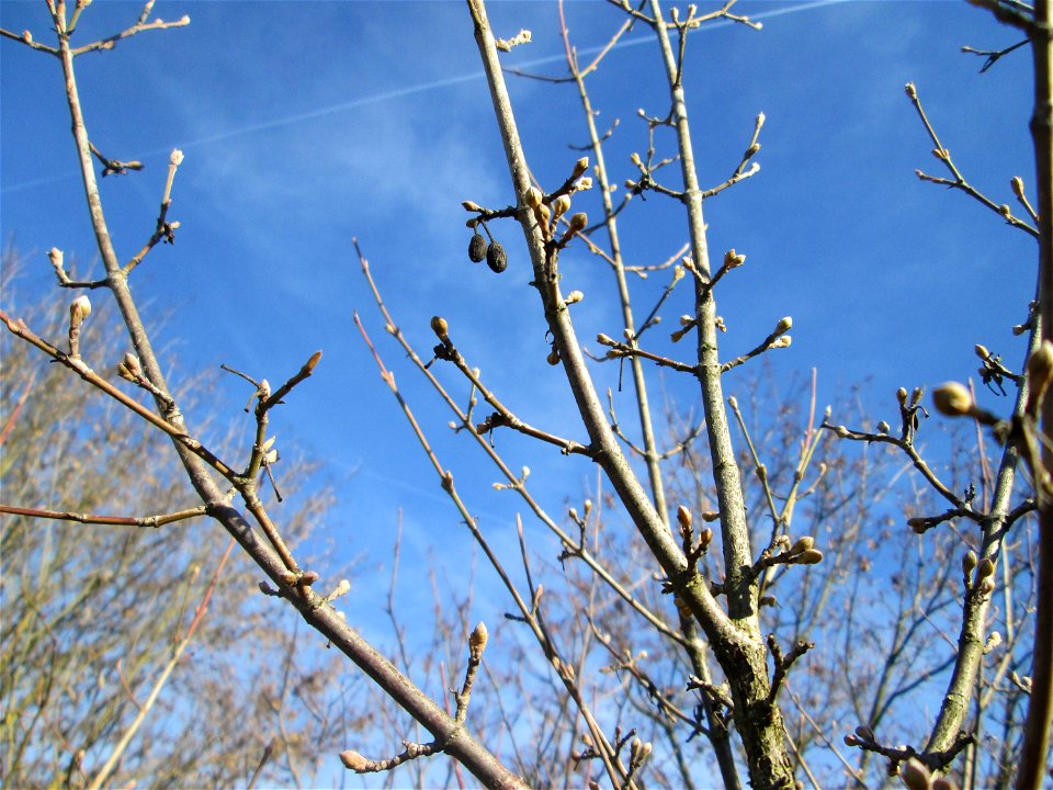 Kornelkirsche (Cornus mas) in Hockenheim