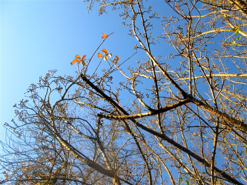 Kornelkirsche (Cornus mas) an der Berlinallee in Hockenheim