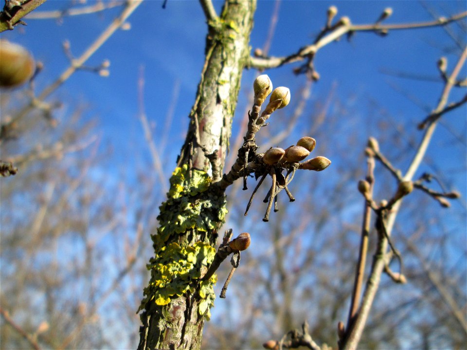 Kornelkirsche (Cornus mas) in Hockenheim