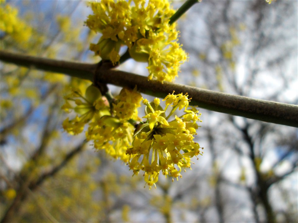Blühende Kornelkirsche (Cornus mas) im Gartenschaupark Hockenheim
