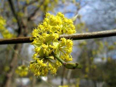 Blühende Kornelkirsche (Cornus mas) im Gartenschaupark Hockenheim