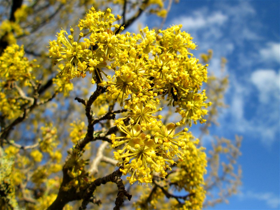 Blühende Kornelkirsche (Cornus mas) in Hockenheim
