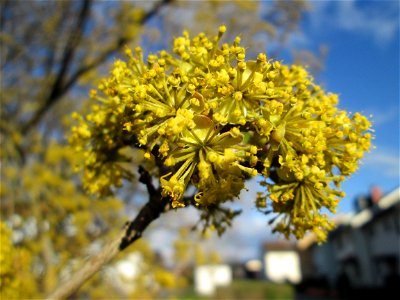 Blühende Kornelkirsche (Cornus mas) in Hockenheim