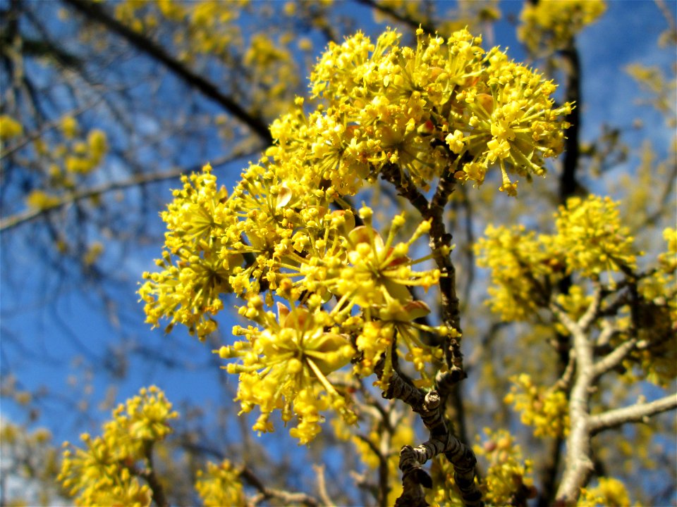 Blühende Kornelkirsche (Cornus mas) in Hockenheim
