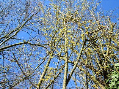 Blühende Kornelkirsche (Cornus mas) bei Oftersheim