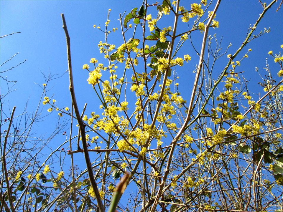 Blühende Kornelkirsche (Cornus mas) bei Oftersheim