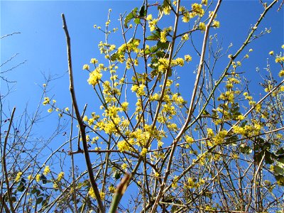 Blühende Kornelkirsche (Cornus mas) bei Oftersheim