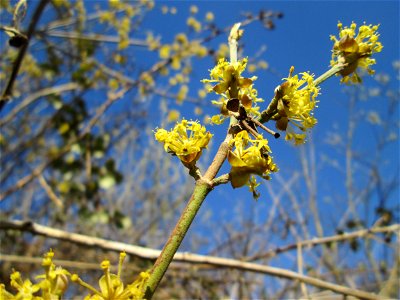 Blühende Kornelkirsche (Cornus mas) bei Oftersheim