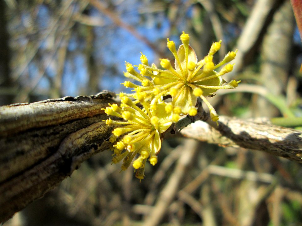 Blühende Kornelkirsche (Cornus mas) bei Oftersheim
