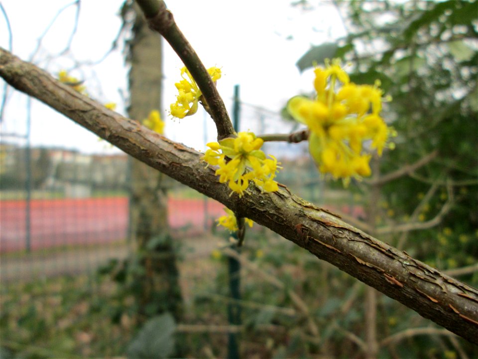 Kornelkirsche (Cornus mas) in Saarbrücken