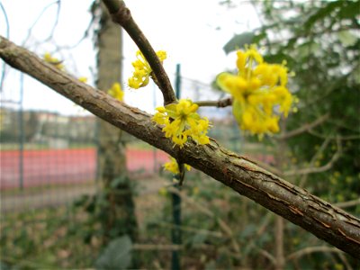 Kornelkirsche (Cornus mas) in Saarbrücken