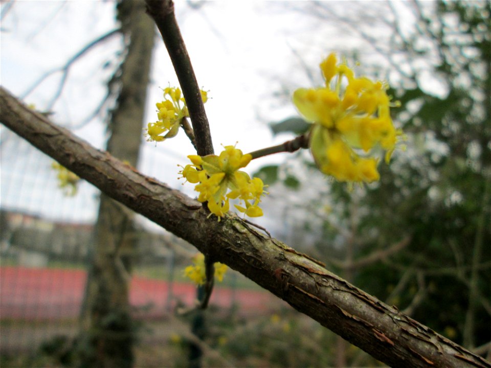 Kornelkirsche (Cornus mas) in Saarbrücken