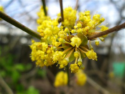 Kornelkirsche (Cornus mas) am Waldhausweg in Saarbrücken