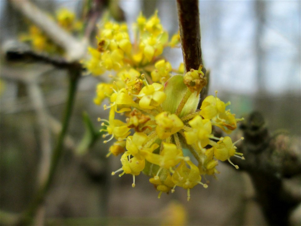 Kornelkirsche (Cornus mas) am Waldhausweg in Saarbrücken