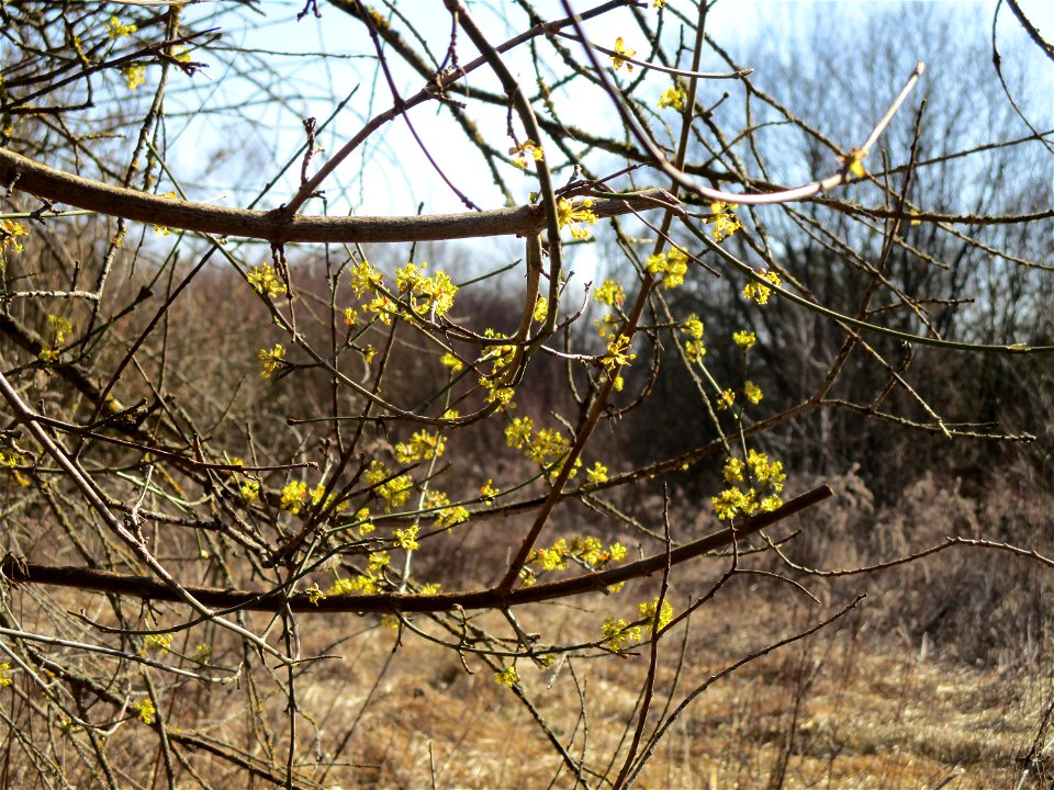 Kornelkirsche (Cornus mas) im Naturschutzgebiet „St. Arnualer Wiesen“