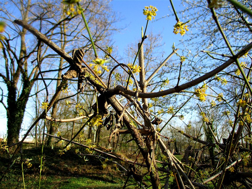 Kornelkirsche (Cornus mas) im Bürgerpark Saarbrücken