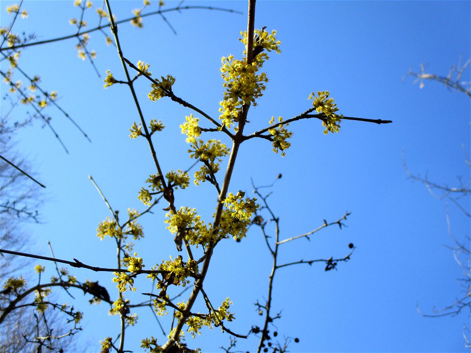 Kornelkirsche (Cornus mas) im Naturschutzgebiet „St. Arnualer Wiesen“
