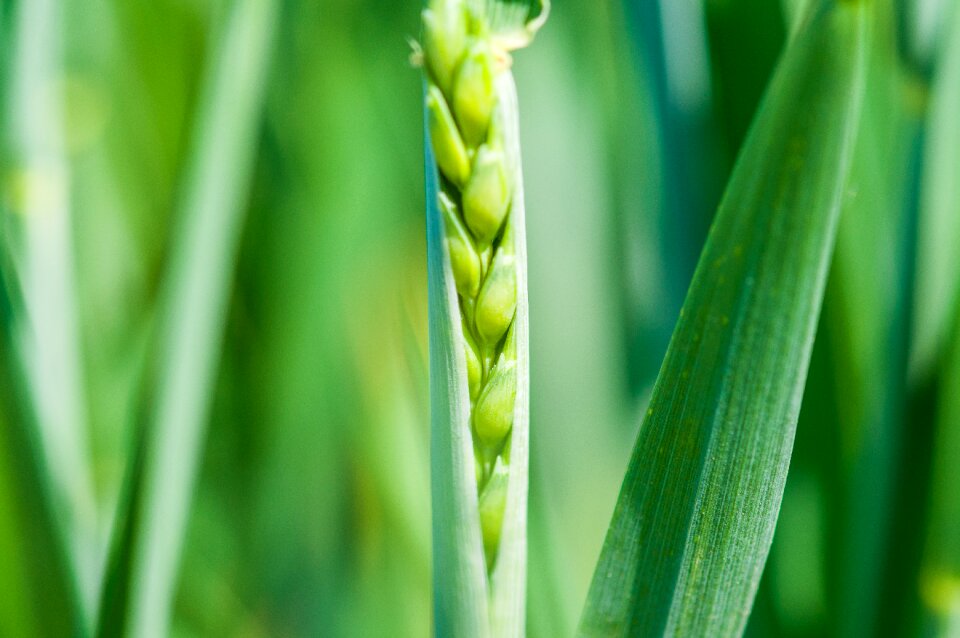 Agriculture wheat arable land