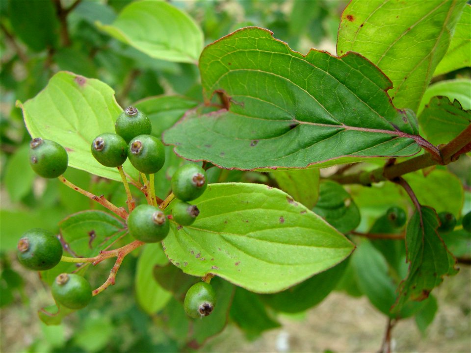Cornus mas Cornus sp.