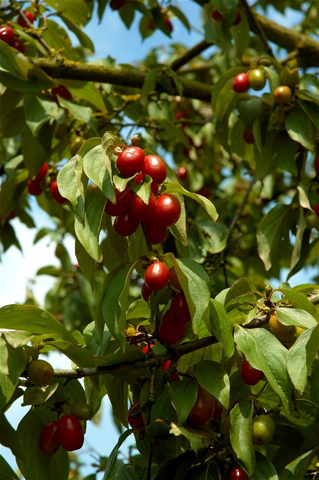 European Cornel or Cornelian cherry