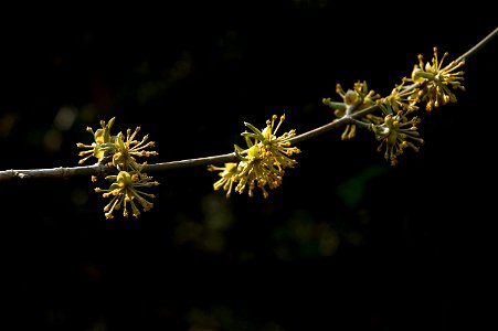 European Cornel or Cornelian cherry