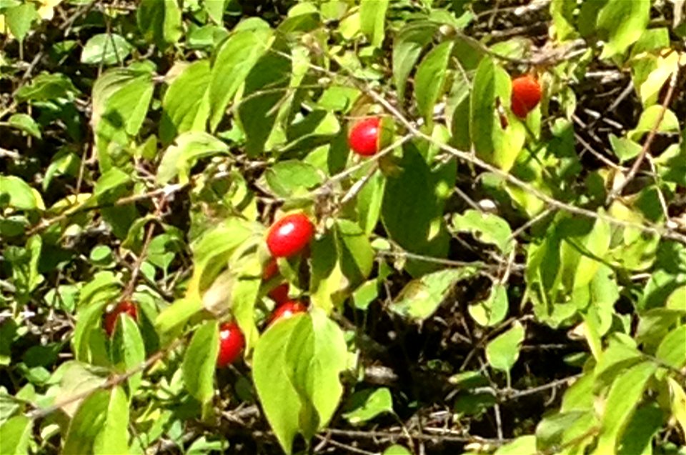 fruit (not mature) of Cornus mas Cornus sp. --> Cornus sanguinea  (Cornouiller sanguin) Second version (26/08/2014) with good image of Cornus mas